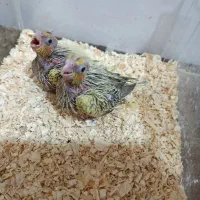 عروس سرلاکی