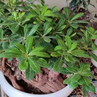 گل گیاه اپارتمانی
