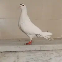 طوطی جوجه|پرنده|نیشابور, شهید بهشتی|دیوار