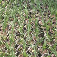 گل نرگس عطری پر ریشه پیاز قوی و درشت گل دار|گل و گیاه طبیعی|شلمان, |دیوار