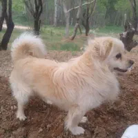 سگ پامرماده