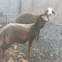 گوسفند شیشک. توقلی و بز بزغاله دار