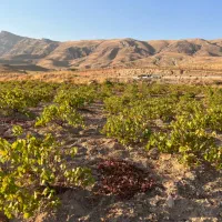 فروش باغ انگور