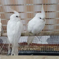 عروس هلندی البینو