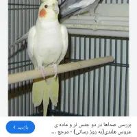 عروس هلندی0 سخنگو جفت تخم گذار