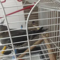 طوطی گمشده در مسکن مهر