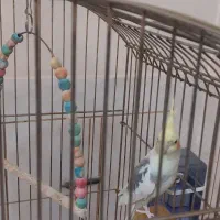 عروس هلندی|پرنده|نجف‌آباد, طالقانی|دیوار