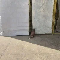 کفتر فروشی|پرنده|تهران, امام زاده عبدالله|دیوار