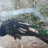 فروش یک دونه طاوس نر نژادهندی ابی|پرنده|گیان, |دیوار