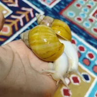 حلزون فروشی