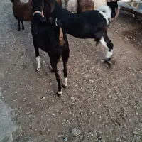 بز درجه یک یک دو عدد داشتی|حیوانات مزرعه|کوهدشت, |دیوار