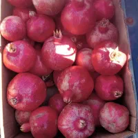 انار کوهمره سرخی|خوردنی و آشامیدنی|شیراز, کیان آباد|دیوار