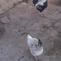 جوجه عربی وگلین|حیوانات مزرعه|سوسنگرد, |دیوار