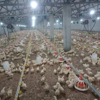 سالن دار باتجربه در مرغداری