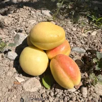 زردآلو شاهرودی درجه 1