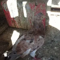 کفتریاکبوتر