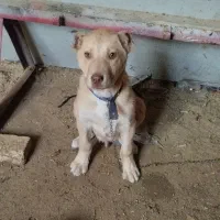 توله سگ|سگ|تایباد, |دیوار