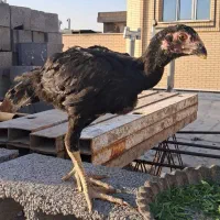 جوجه لاری از مولدین اصیل1025