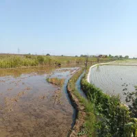 1300-متر-زمین-بیجار-شالیزار