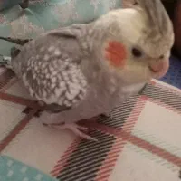 عروس هلندی گم شده