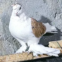 کبوتر رنگی نقش|پرنده|سراوان, |دیوار