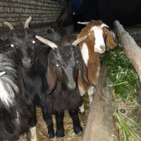 بزغاله ماده