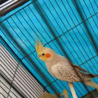 عروس هلندی