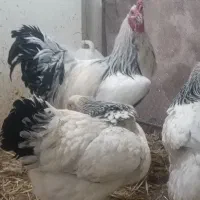 تخم نطفه دار برهما لایت ایام سمانی و لهستانی