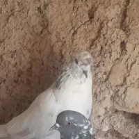 کبوتر کله دم