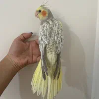 جوجه عروس هلندی