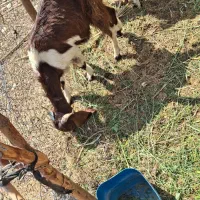 بز فروشی|حیوانات مزرعه|فاریاب, |دیوار