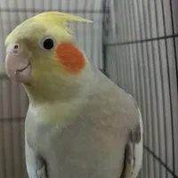 عروس هلندی ماده