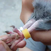 کبوتر|پرنده|سنگر, |دیوار