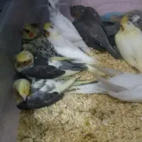 انواع طوطی سانان سرلاکی و دستی