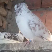 کبوتر