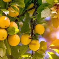 تولید و فروش نهال آلو زرد خورشتی|خدمات باغبانی و درختکاری|تنکمان, |دیوار