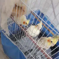 عروس هلندی|پرنده|رشت, پیرکلاچای|دیوار