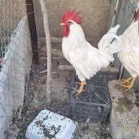 خروس