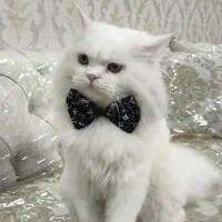 جفتگیری گربه نر