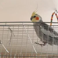 عروس هلندی جفت