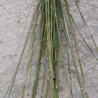 نی خیزران صاف وبلند|گل و گیاه طبیعی|گوراب زرمیخ, |دیوار