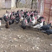 فروش ویژه بوقلمون نر و ماده|حیوانات مزرعه|رضوانشهر, |دیوار