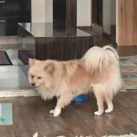 سگ پامر روباهی 1 ساله