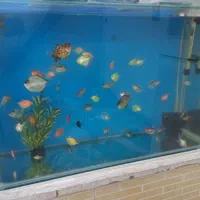 آکواریوم ولوازم وماهی