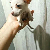 سگ پاکوتاه|سگ|میاندوآب, |دیوار