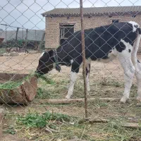 گوساله