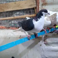 کبوتر رنگی جفت ۶۴۰|پرنده|الوند, |دیوار