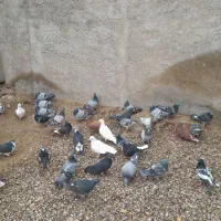 ۱۰۰ کبوتر از ۱۵۰ تا ۲۰۰ تا ۲۵۰|پرنده|مرودشت, نقش رستم|دیوار