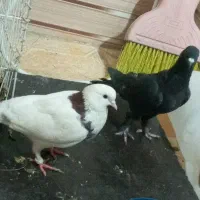 کبوتر ماده