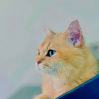 گربه نژاد برتیش نراصیل اماده جفت گیری|گربه|مشهد, الهیه|دیوار